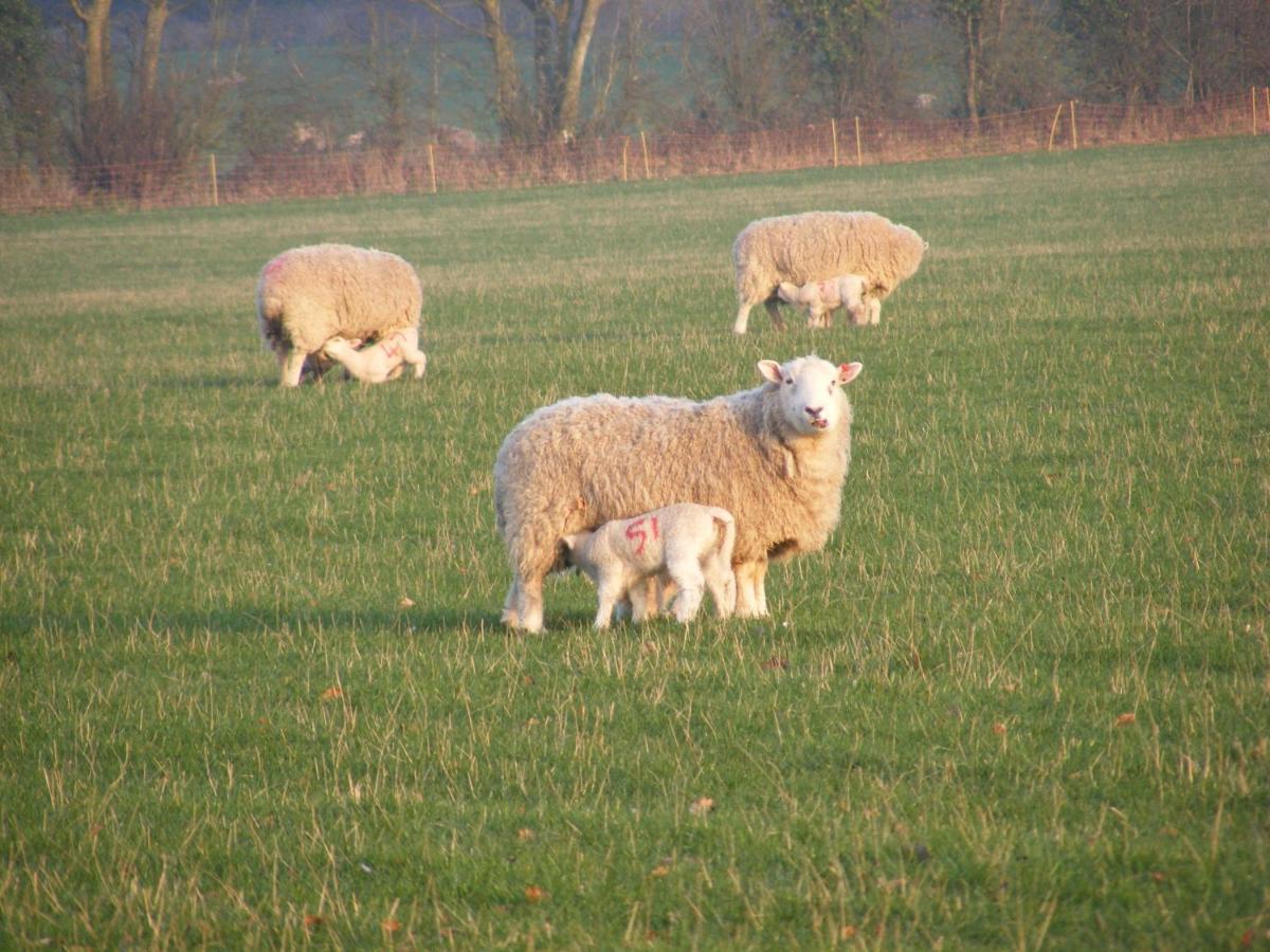 Marshwood Farm B&B And Shepherds Hut Dinton  Dış mekan fotoğraf